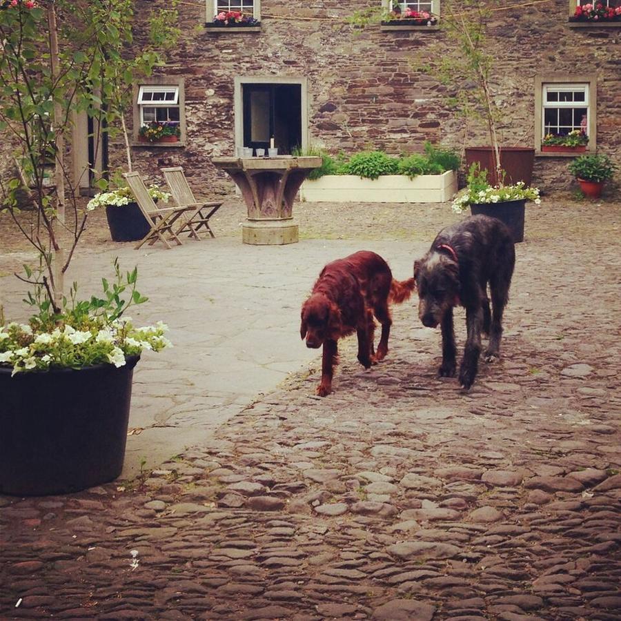 Ballintaggart House Hotel Dingle Exterior photo